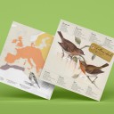 Petirrojo Origami (Plego Paper)