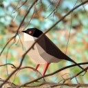 Curruca Cabecinegra Origami (Plego Paper)