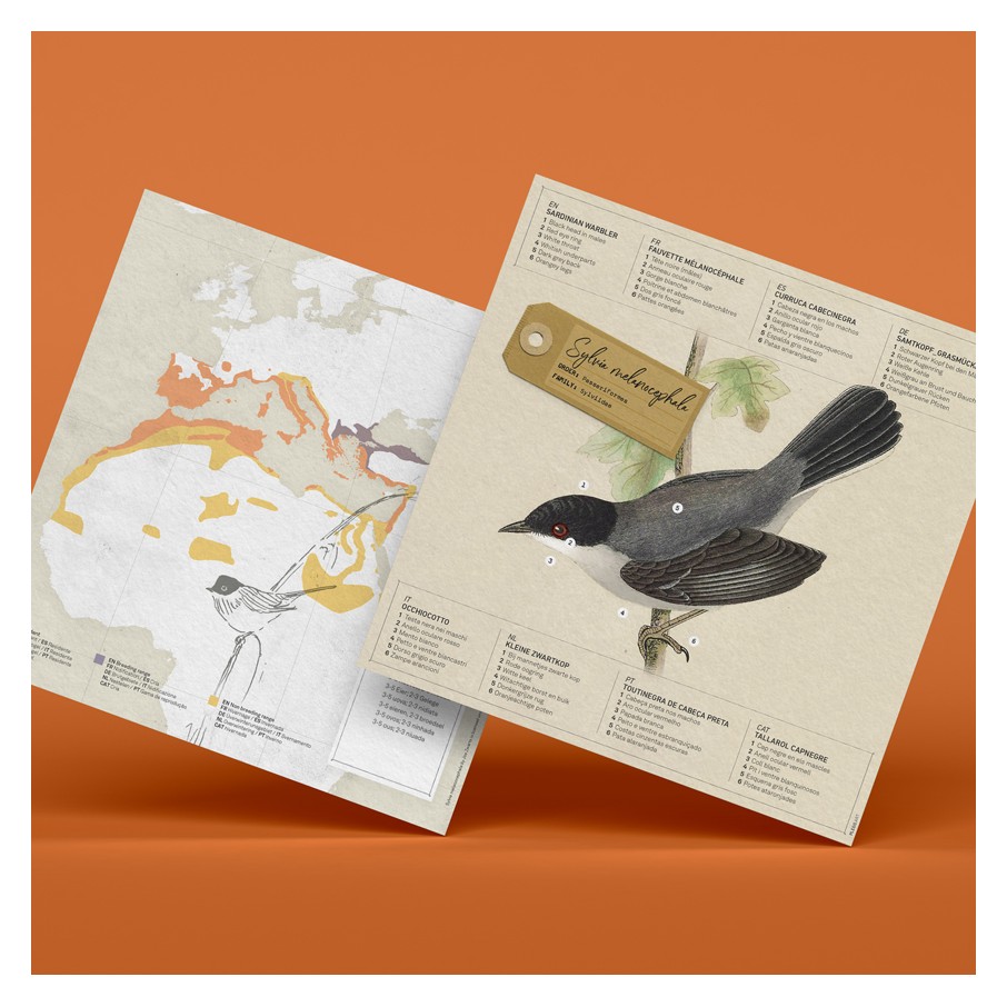 Curruca Cabecinegra Origami (Plego Paper)