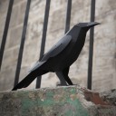 Cuervo Origami (Plego Paper)