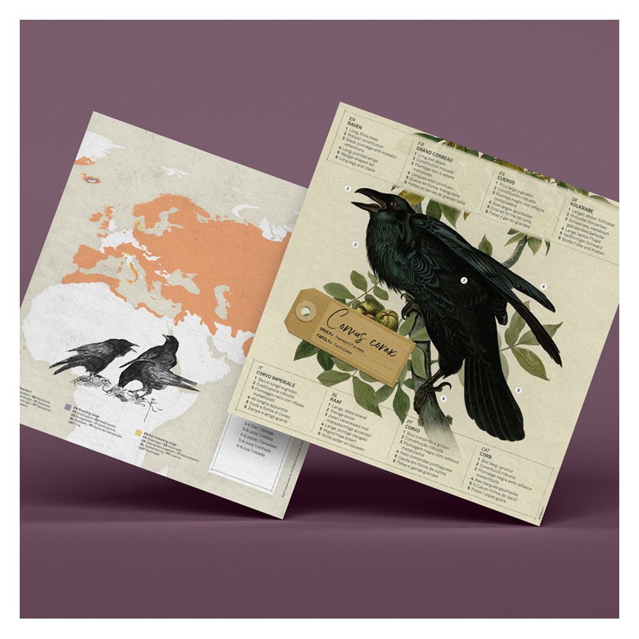 Cuervo Origami (Plego Paper)