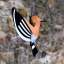 Abubilla Origami (Plego Paper)