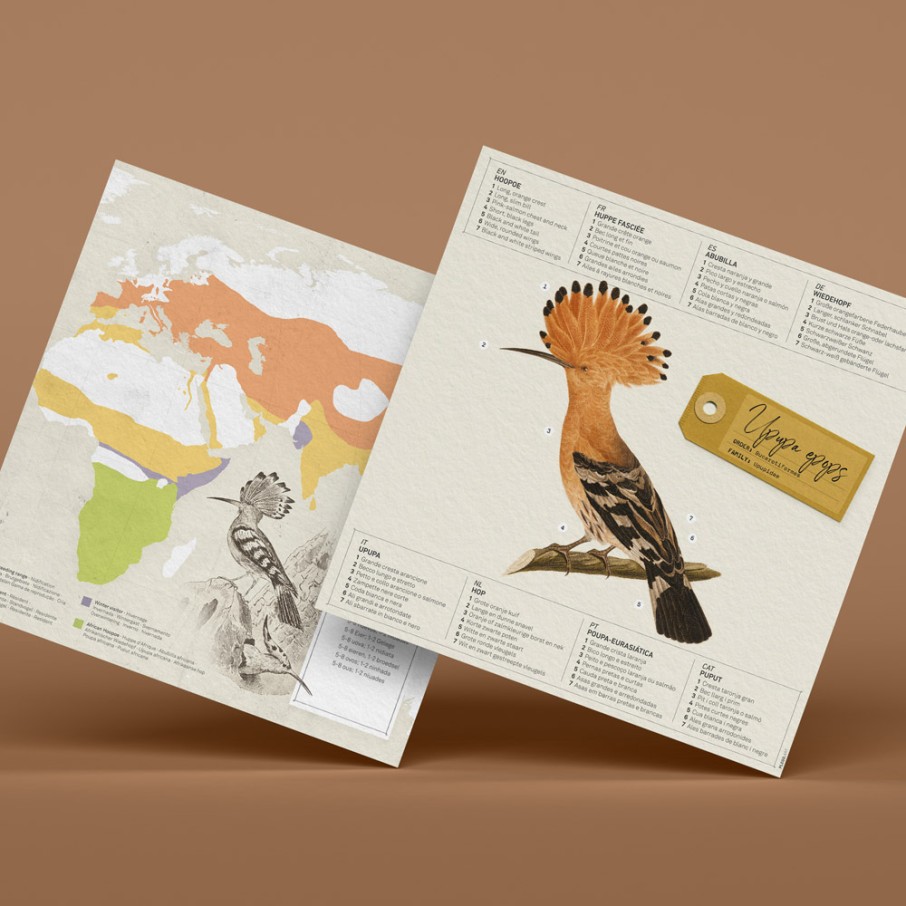 Abubilla Origami (Plego Paper)