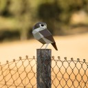 Mochuelo Origami (Plego Paper)