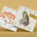 Mochuelo Origami (Plego Paper)