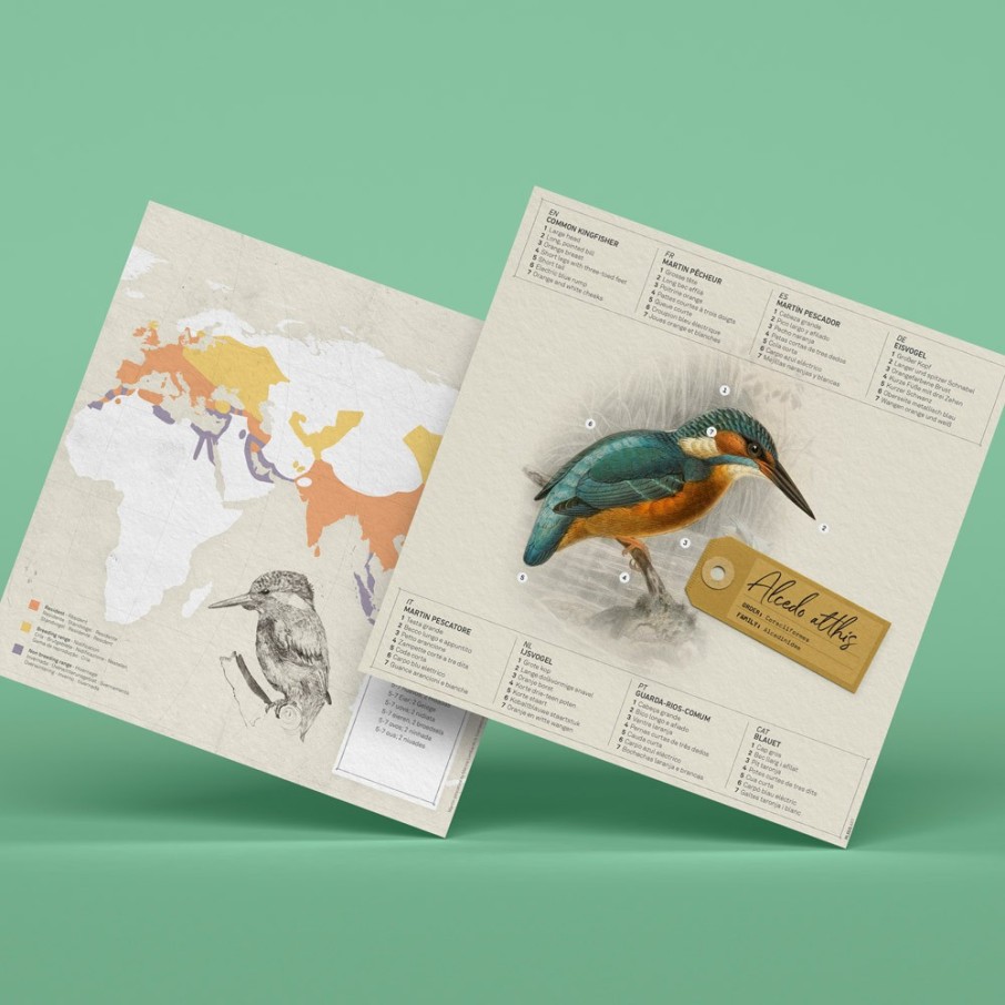 Martín pescador - Alcedo attis (Plego Paper)