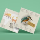 Martín pescador - Alcedo attis (Plego Paper)