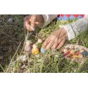 NINS® BEBÉS (Grapat)