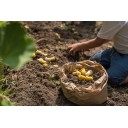 MANDALA TULIPA (Grapat)