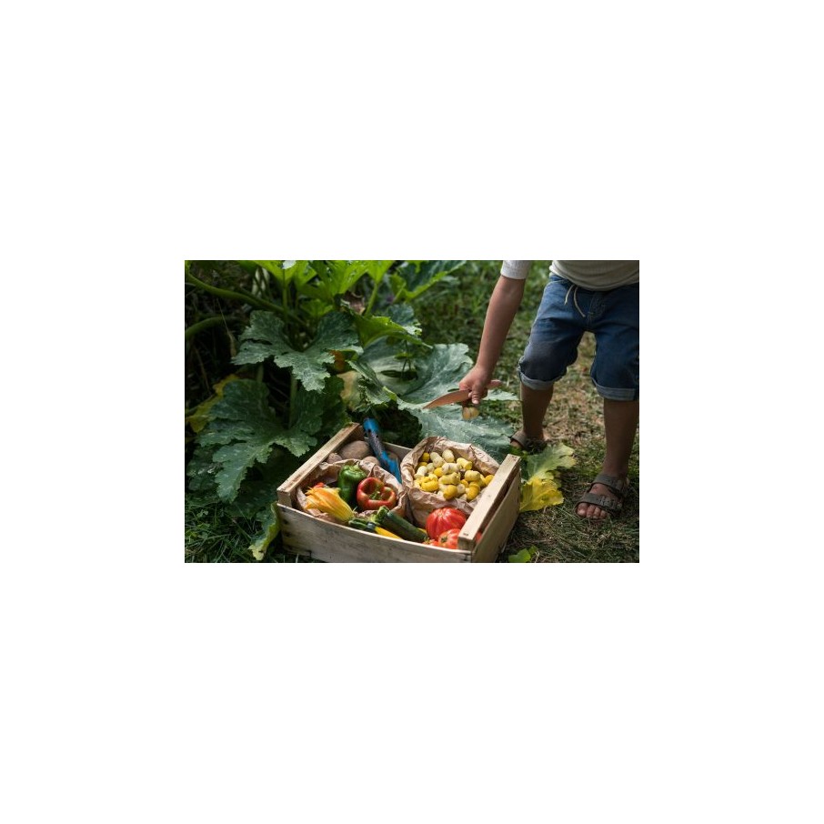 MANDALA TULIPA (Grapat)