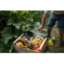 MANDALA TULIPA (Grapat)