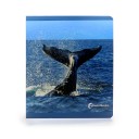 Los animales del mar (gran formato) NO WORD BOOKS