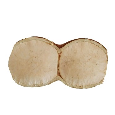 Sonajero Vaina de Semilla Natural