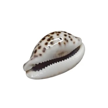 Caracola Kowok Cesto de los tesoros