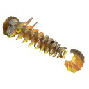 Eugy 108 Frilled Lizard