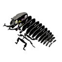 Eugy 113 Rhino Beetle