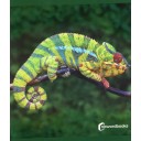 Los animales de la selva (gran formato) NO WORD BOOKS